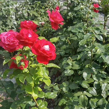 מלון Les Berges Chippis