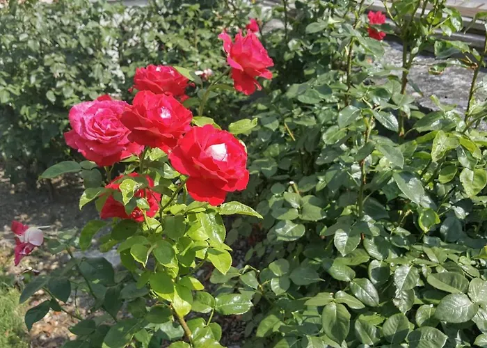 Hotel Les Berges Chippis